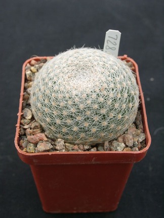 Mammillaria lenta SB1719