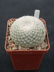Mammillaria lenta SB1719