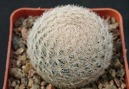 Mammillaria magalanii (1632 відвідувань) Mammillaria magalanii