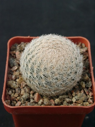 Mammillaria magalanii