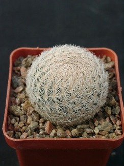 Mammillaria magalanii
