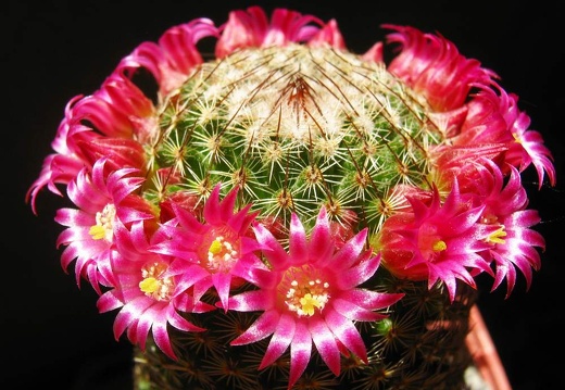 Mammillaria matudae Ba FG (1618 відвідувань) Mammillaria matudae Ba FG
