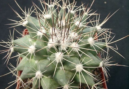Mammillaria melanocentra (1618 відвідувань) Mammillaria melanocentra