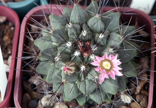Mammillaria melanocentra2 (1481 відвідувань) Mammillaria melanocentra2