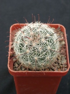 Mammillaria meridiorosei SB668