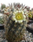 Mammillaria microhelia DA