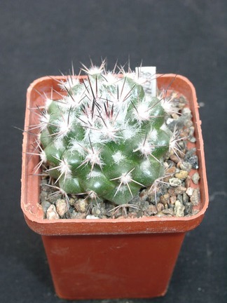 Mammillaria neoschwarziana SB837