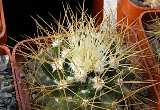 Mammillaria nivosa (1480 відвідувань) Mammillaria nivosa