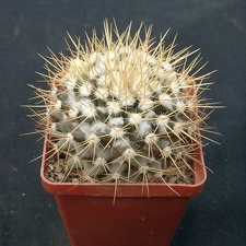 Mammillaria nivozar (1356 відвідувань) Mammillaria nivozar
