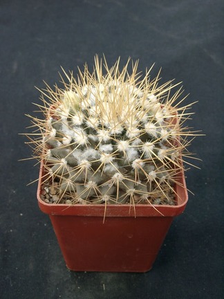Mammillaria nivozar