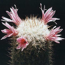 Mammillaria oliviae (1478 відвідувань) Mammillaria oliviae