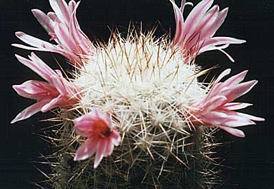 Mammillaria oliviae (1474 відвідувань) Mammillaria oliviae