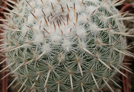 Mammillaria parkinsonii (1360 відвідувань) Mammillaria parkinsonii
