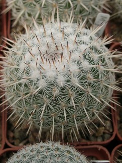 Mammillaria parkinsonii