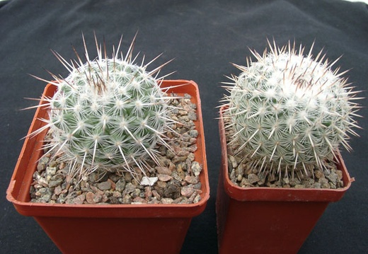 Mammillaria parkinsonii SB315 (1477 відвідувань) Mammillaria parkinsonii SB315