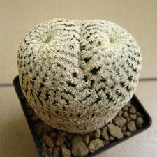 Mammillaria pectinifera syn Solisia pectinata (1546 відвідувань) Mammillaria pectinifera syn Solisia pectinata