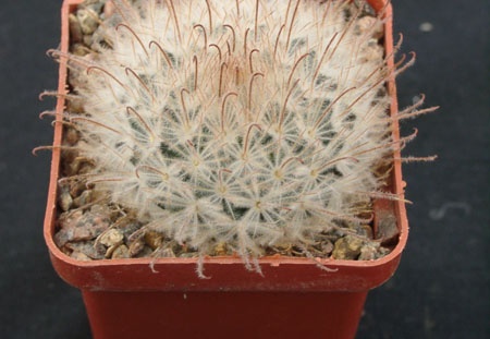 Mammillaria pennispinoza (1433 відвідувань) Mammillaria pennispinoza