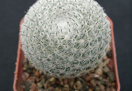 Mammillaria perbella (1417 відвідувань) Mammillaria perbella