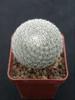 Mammillaria perbella 