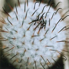 Mammillaria peresdelarosa (1399 відвідувань) Mammillaria peresdelarosa