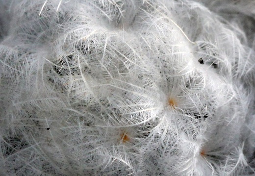 Mammillaria plumosa 001 (1347 відвідувань) Mammillaria plumosa 001