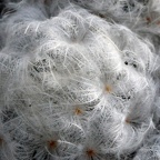 Mammillaria plumosa 001