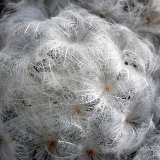 Mammillaria plumosa 001