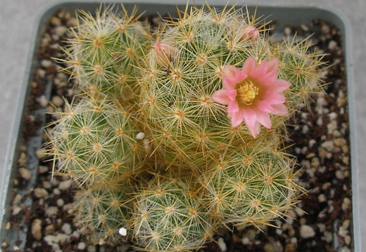 Mammillaria prolifera cv L ami Lode (1656 відвідувань) Mammillaria prolifera cv L ami Lode