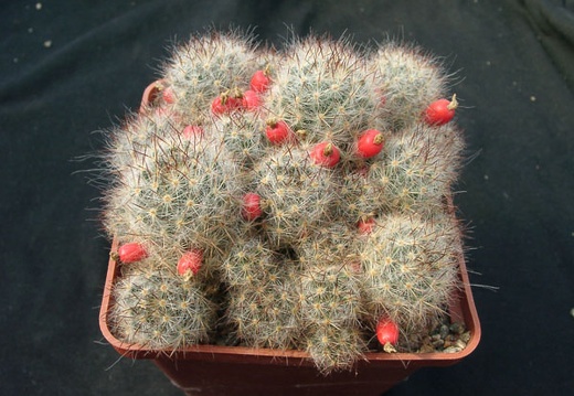 Mammillaria prolifera v multilanata (1404 відвідувань) Mammillaria prolifera v multilanata