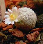 Mammillaria sanchez-mejoradae Aries