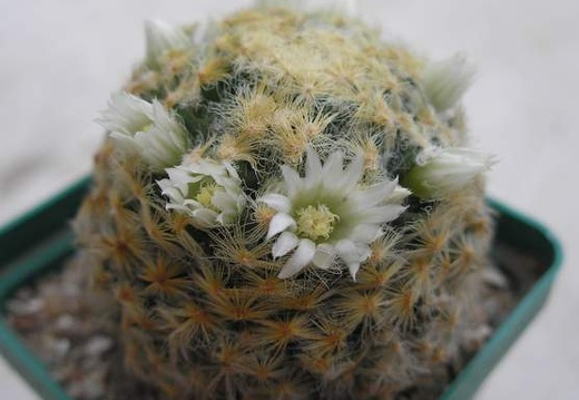 Mammillaria schiedeana Ann (1393 відвідувань) Mammillaria schiedeana Ann