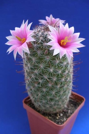 Mammillaria sheldonii Lira