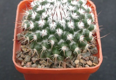 Mammillaria spec (1372 відвідувань) Mammillaria spec