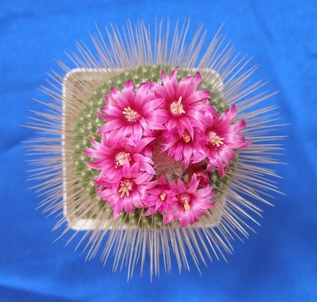 Mammillaria spinosissima  Uno Pico  Lira
