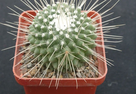 Mammillaria spinosissima f Uno Piko (1371 відвідувань) Mammillaria spinosissima f Uno Piko