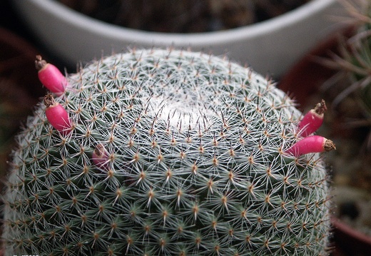 Mammillaria supertexta (1409 відвідувань) Mammillaria supertexta