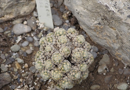 Mammillaria theresae1 (1300 відвідувань) Mammillaria theresae1
