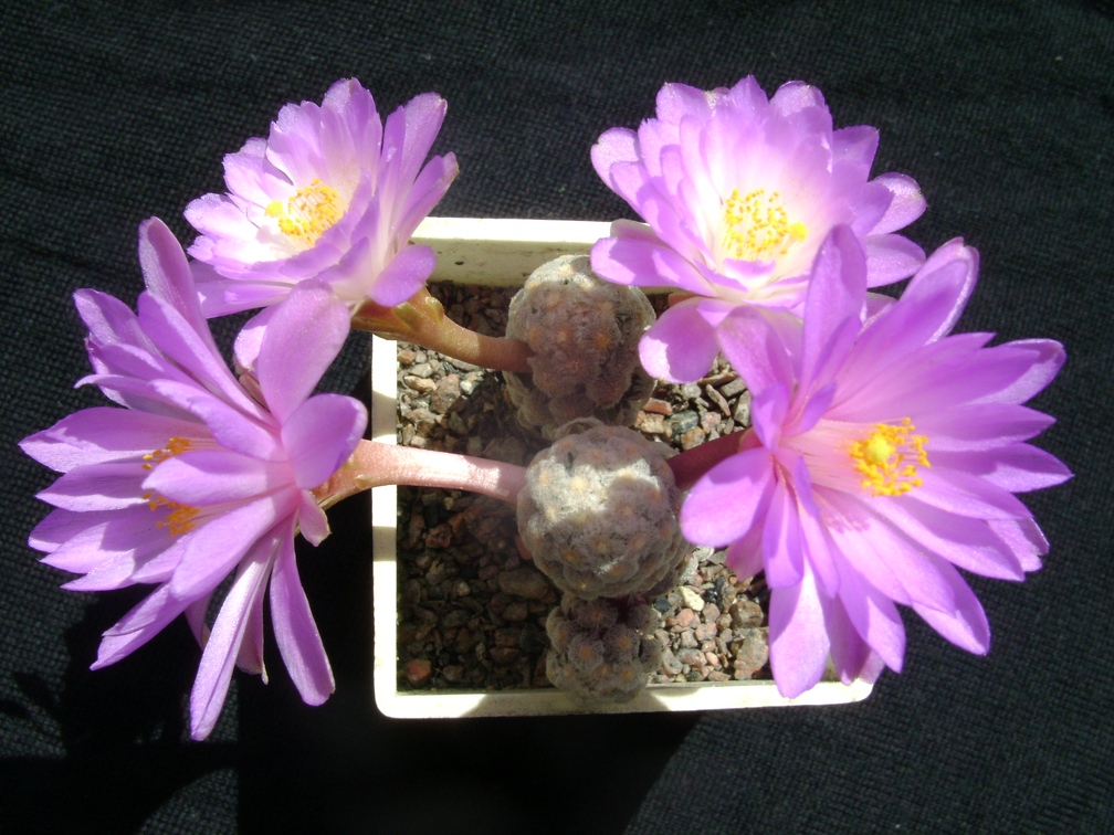 Mammillaria theresae 002