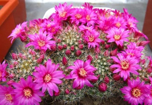 Mammillaria zeilmanniana DA FG (1450 відвідувань) Mammillaria zeilmanniana DA FG