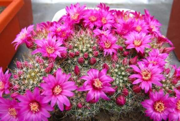 Mammillaria zeilmanniana DA FG