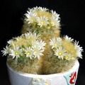 Ph Mammillaria carmenae Moksa (1344 відвідувань) Ph Mammillaria carmenae Moksa