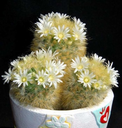 Ph Mammillaria carmenae Moksa