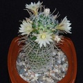 Ph Mammillaria duwei Moksa (1363 відвідувань) Ph Mammillaria duwei Moksa