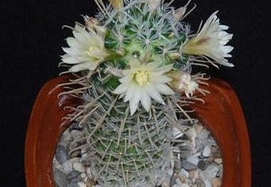 Ph Mammillaria duwei Moksa (1360 відвідувань) Ph Mammillaria duwei Moksa