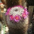 Ph Mammillaria elegans Galin (1412 відвідувань) Ph Mammillaria elegans Galin