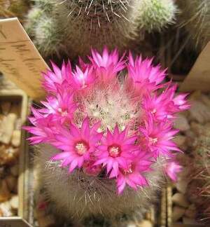 Ph Mammillaria laui v dasyacantha Galin