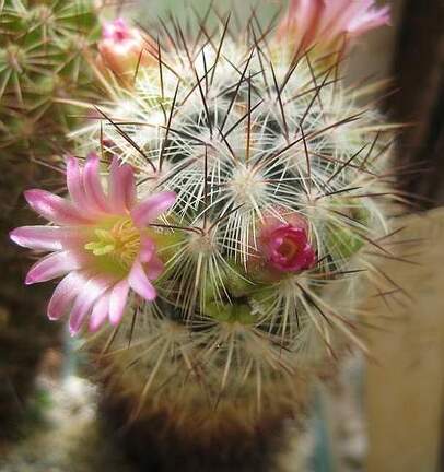 Ph Mammillaria microhelia Galin