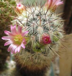 Ph Mammillaria microhelia Galin