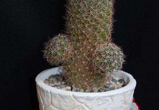 Ph Mammillaria swinglei Moksa (1547 відвідувань) Ph Mammillaria swinglei Moksa