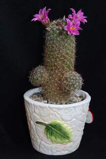 Ph Mammillaria swinglei Moksa